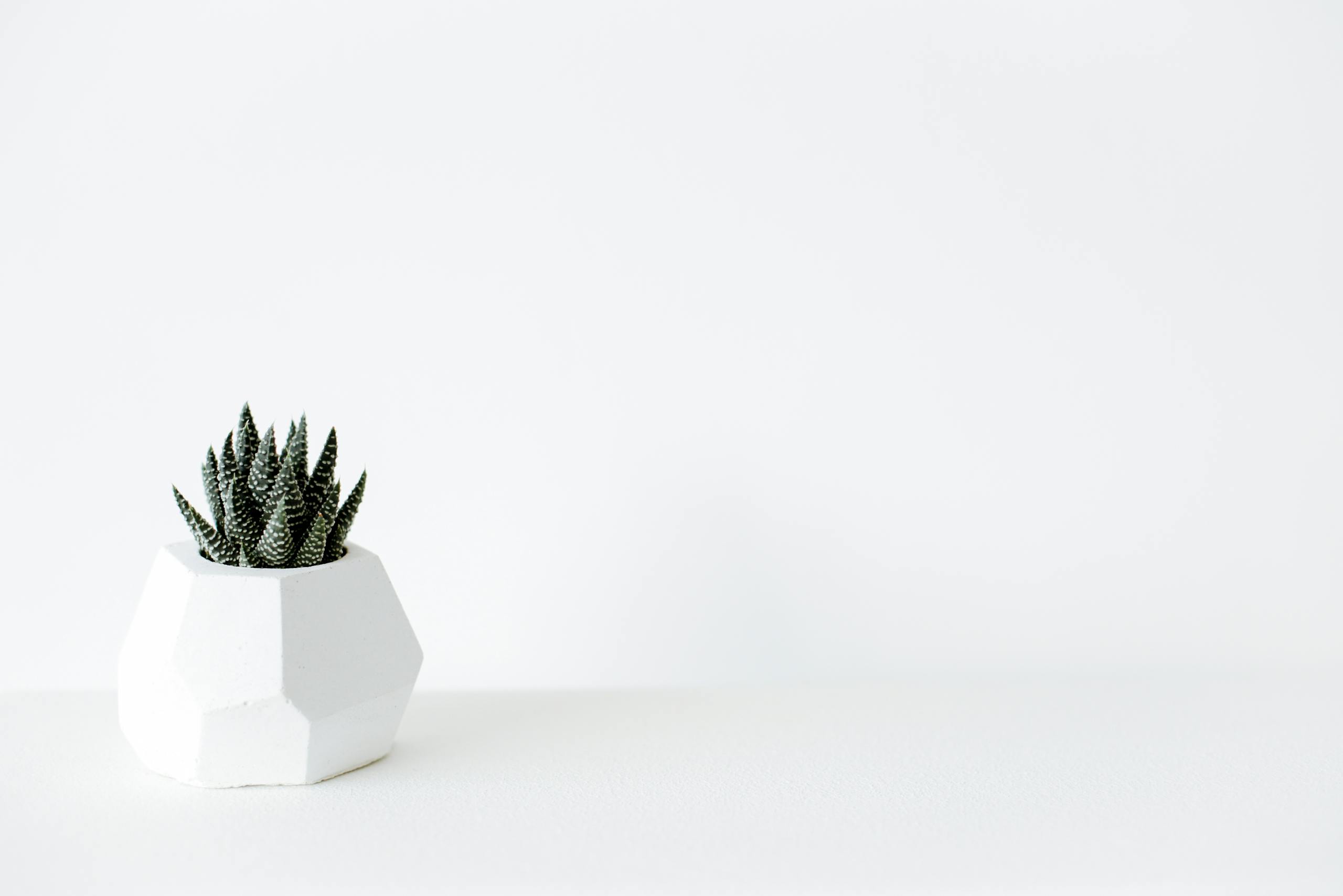 Stylish white geometric pot with a green cactus on a minimalist white background.