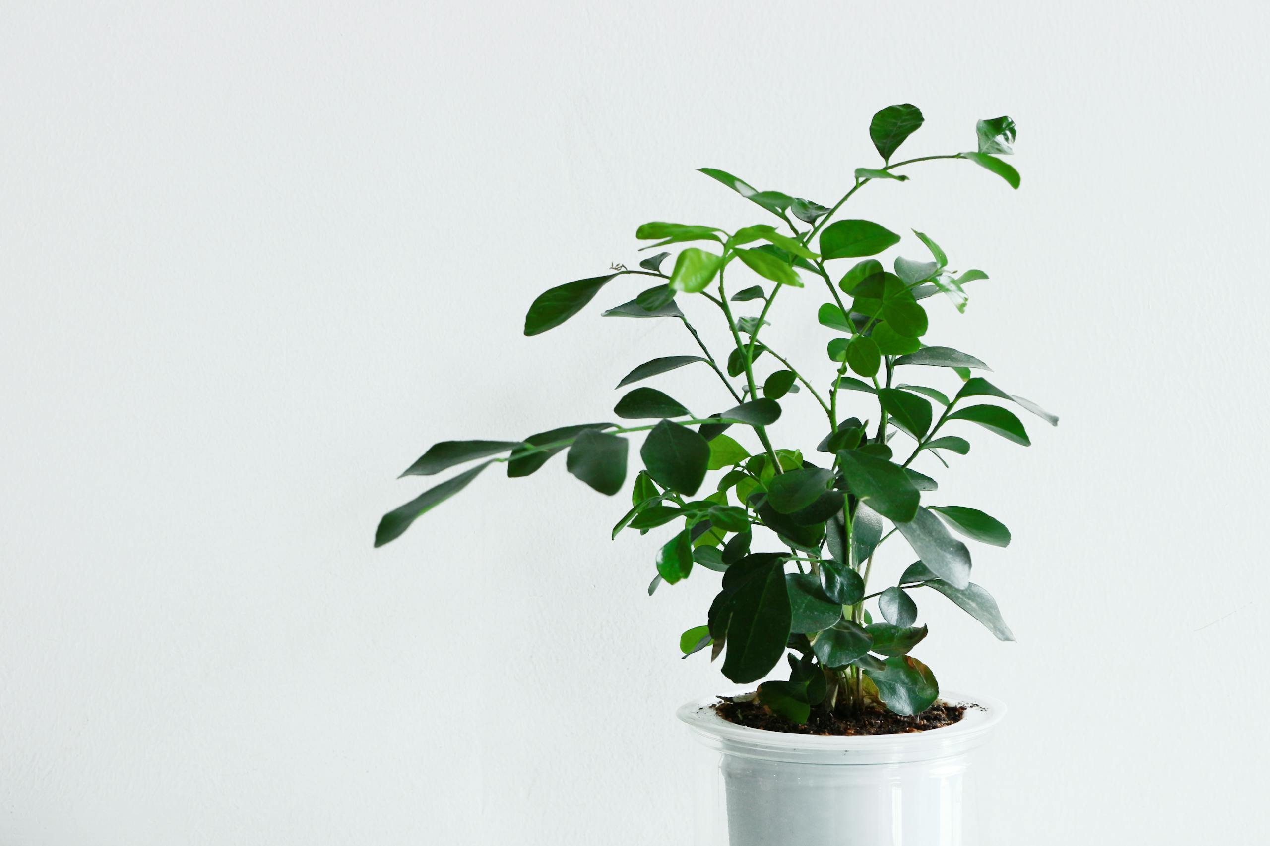 Vibrant green indoor plant in a white pot against a clean white backdrop, emphasizing minimalism.